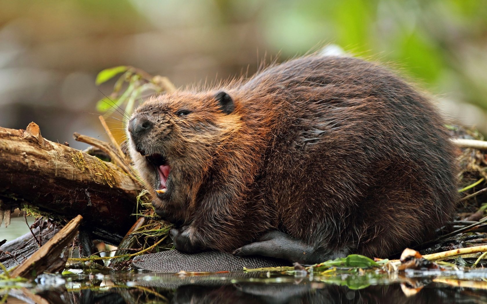 Обои грызун, североамериканский, бобр, rodent, north american, beaver разрешение 2560x1600 Загрузить