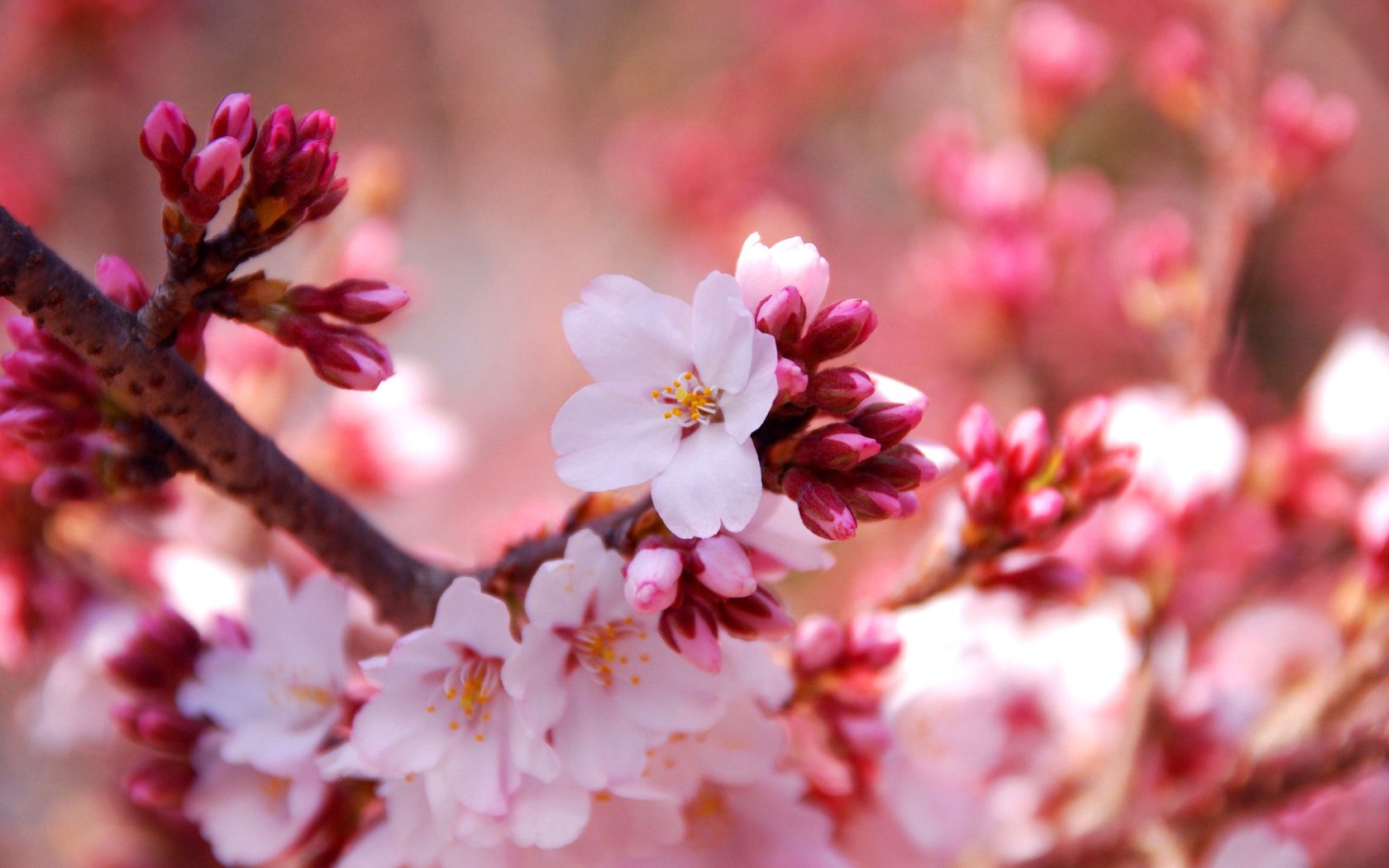 Обои цветы, природа, цветение, макро, весна, вишня, flowers, nature, flowering, macro, spring, cherry разрешение 2560x1600 Загрузить