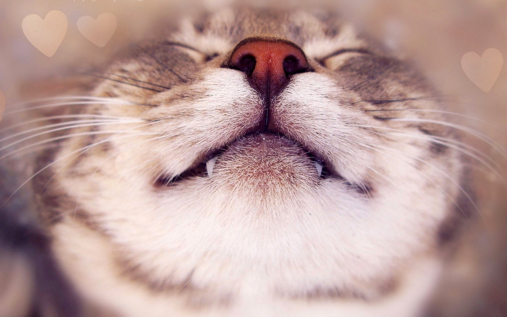 Обои морда, кот, усы, кошка, клыки, нос, face, cat, mustache, fangs, nose разрешение 2560x1600 Загрузить