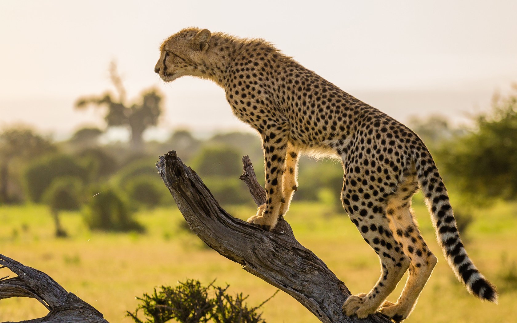 Обои ветка, дерево, африка, хищник, гепард, branch, tree, africa, predator, cheetah разрешение 2048x1365 Загрузить
