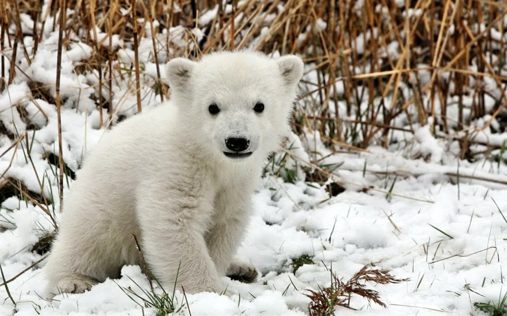 Обои трава, снег, медведь, белый, детеныш, медвежонок, полярный, grass, snow, bear, white, cub, polar разрешение 1920x1200 Загрузить