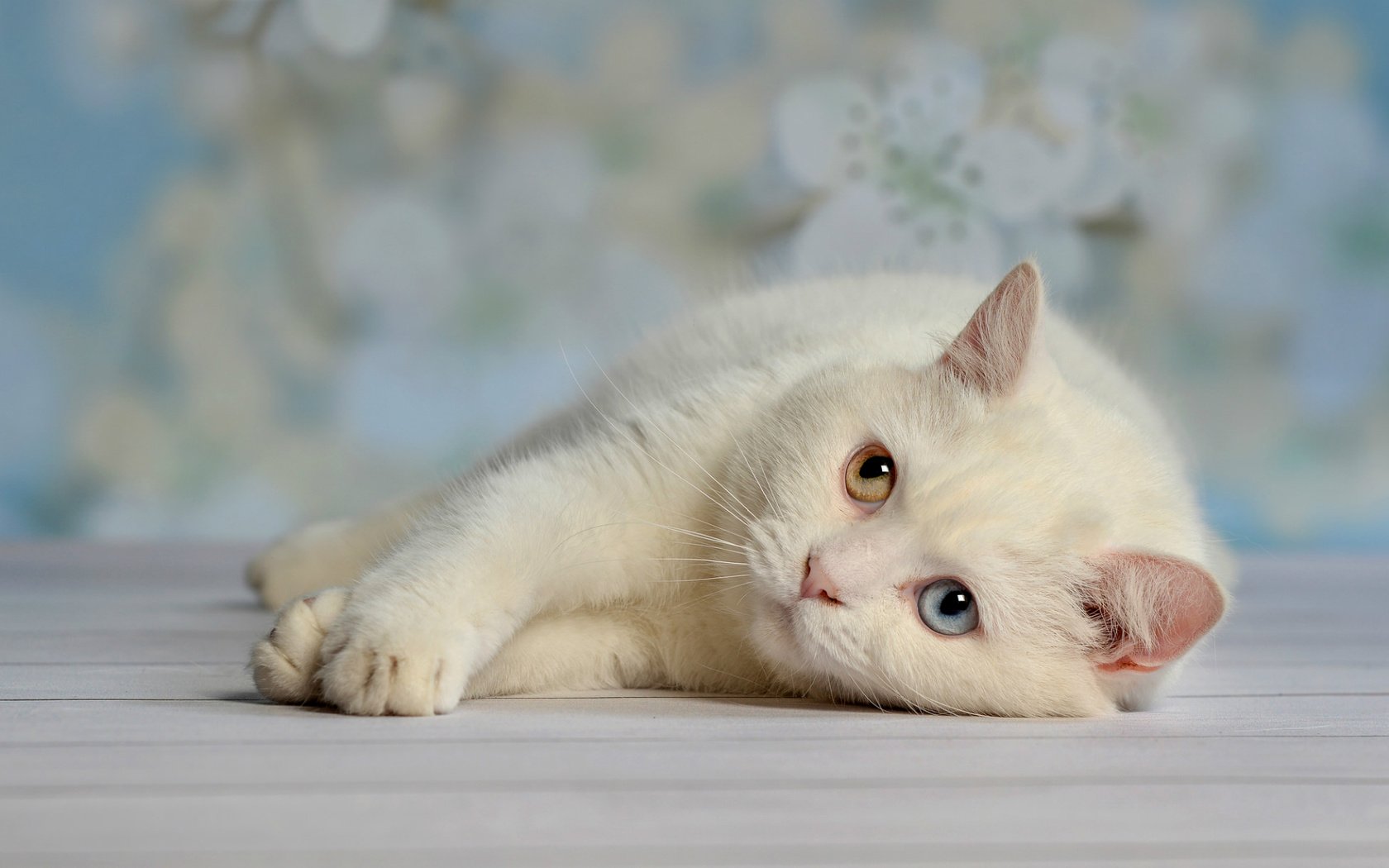 Обои глаза, кот, белый, отдых, лень, eyes, cat, white, stay, laziness разрешение 1920x1167 Загрузить