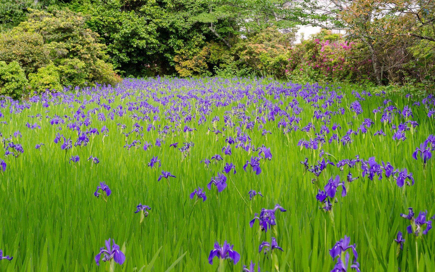 Обои цветы, трава, деревья, луг, ирис, flowers, grass, trees, meadow, iris разрешение 2048x1365 Загрузить