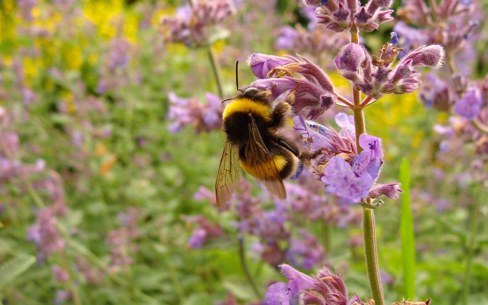 Обои цветы, макро, насекомое, пчела, шмель, flowers, macro, insect, bee, bumblebee разрешение 3264x2448 Загрузить