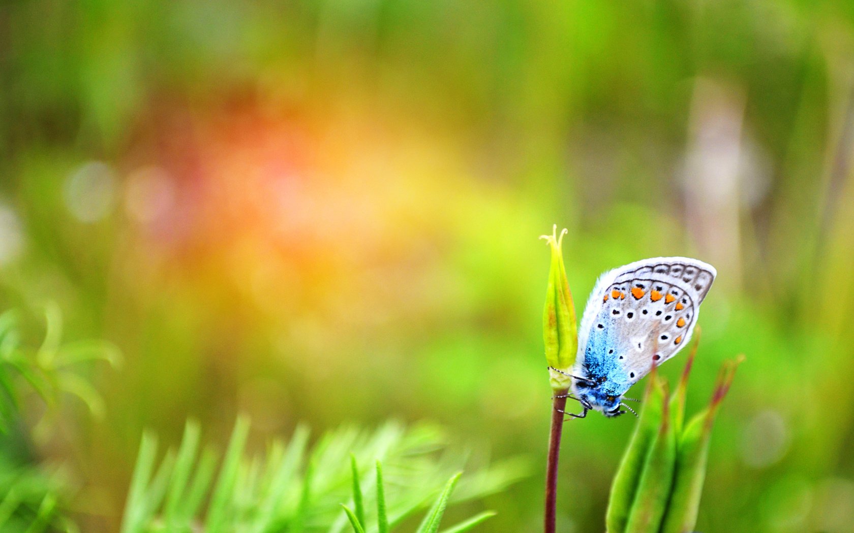 Обои макро, насекомое, бабочка, растение, macro, insect, butterfly, plant разрешение 4928x3264 Загрузить