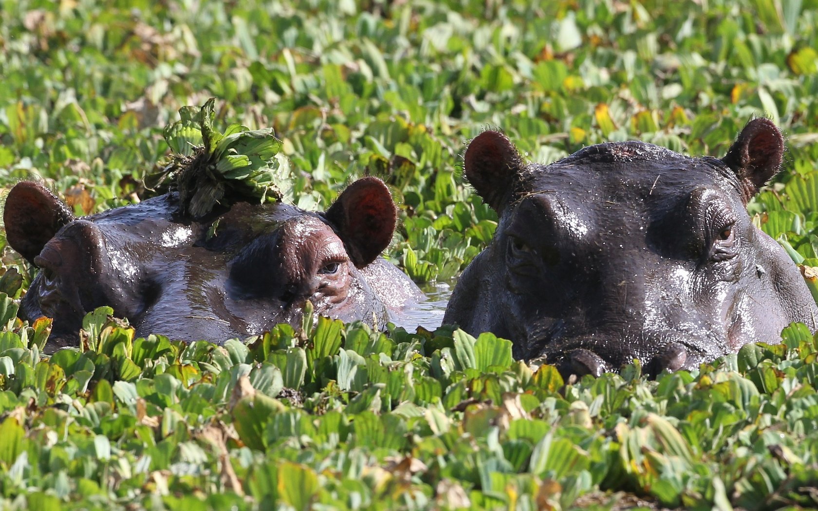 Обои глаза, зелень, пара, купание, бегемоты, eyes, greens, pair, bathing, hippos разрешение 3508x1669 Загрузить