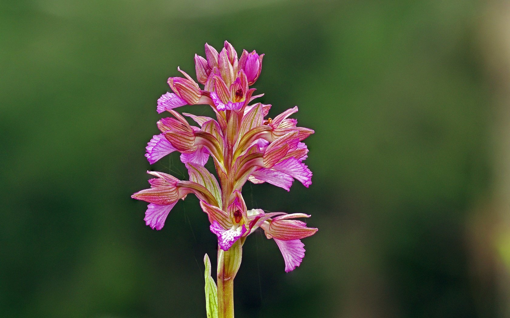 Обои цветок, розовый, орхидея, ziva & amir, wildflower, flower, pink, orchid разрешение 4055x2731 Загрузить