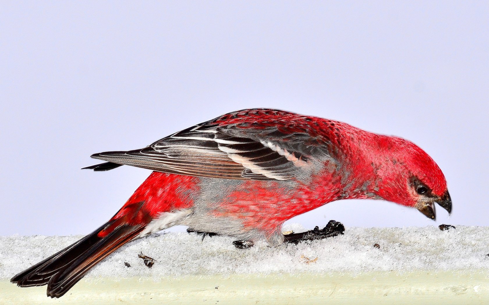 Обои снег, природа, птица, pine grosbeak, дубонос, snow, nature, bird, grosbeak разрешение 3393x2214 Загрузить