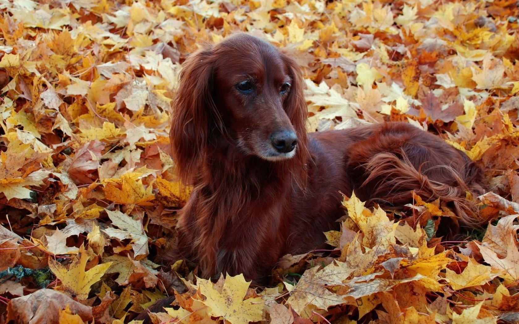 Обои листья, осень, собака, ирландский сеттер, leaves, autumn, dog, irish setter разрешение 2560x2048 Загрузить