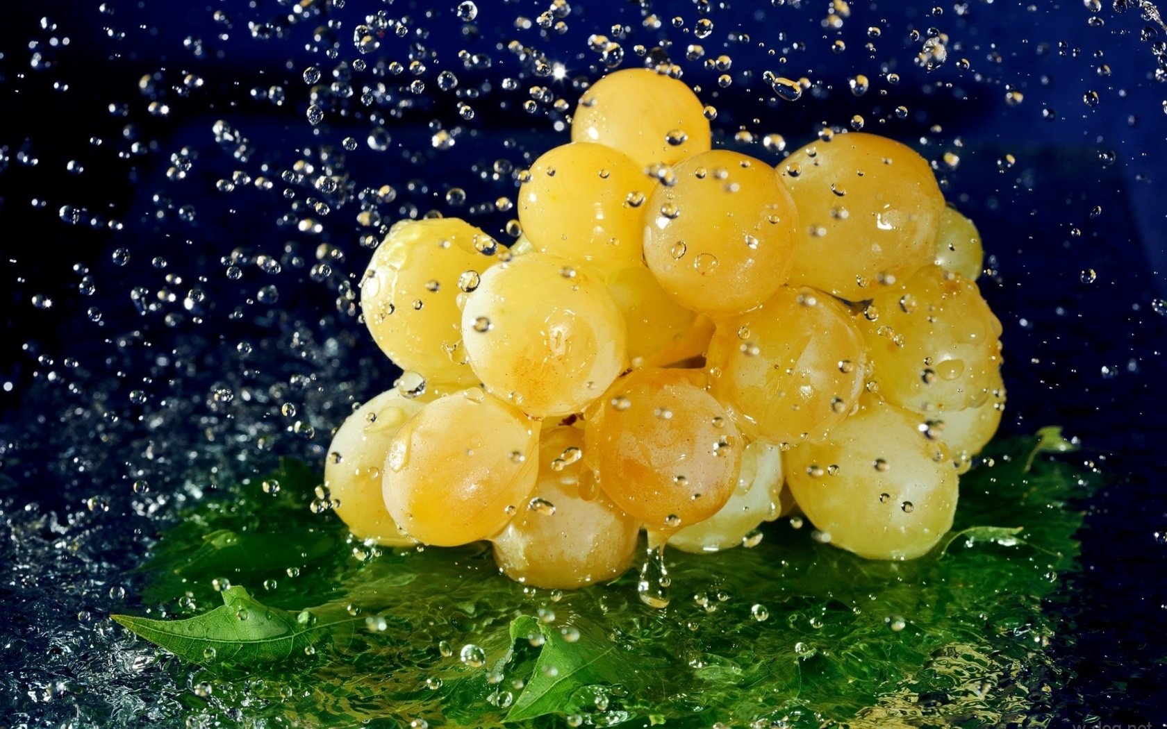 Обои вода, виноград, капли, ягода, лист, гроздь, water, grapes, drops, berry, sheet, bunch разрешение 1920x1253 Загрузить