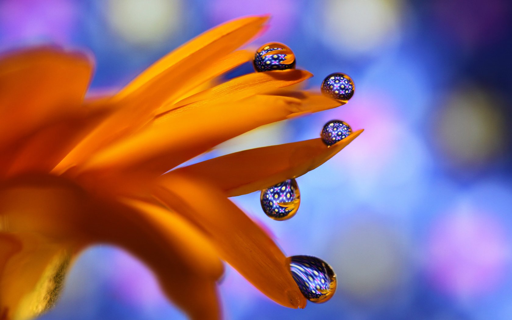 Обои макро, цветок, капли, оранжевый, боке, гербера, macro, flower, drops, orange, bokeh, gerbera разрешение 2048x1317 Загрузить