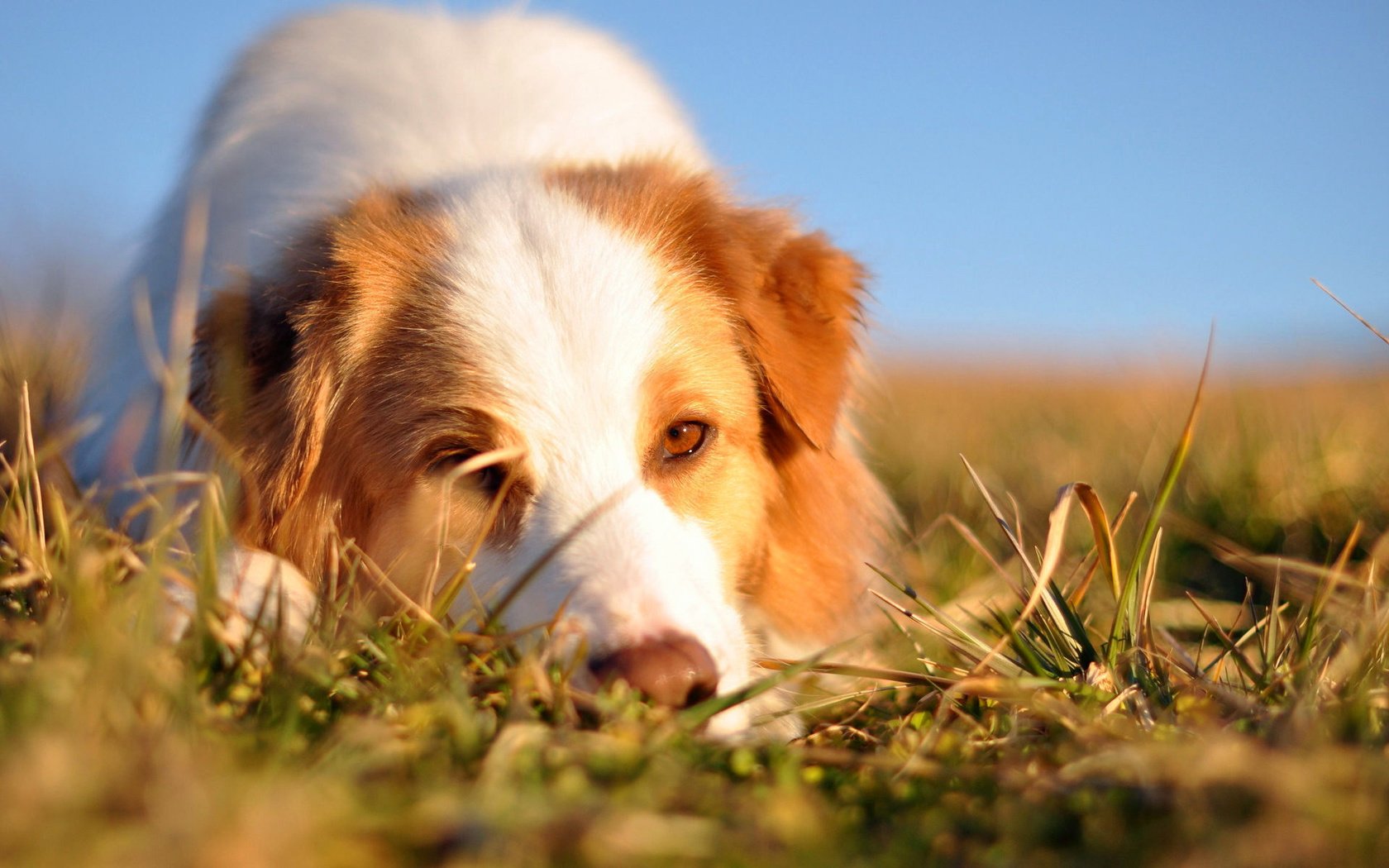 Обои трава, мордочка, взгляд, собака, австралийская овчарка, grass, muzzle, look, dog, australian shepherd разрешение 1920x1200 Загрузить