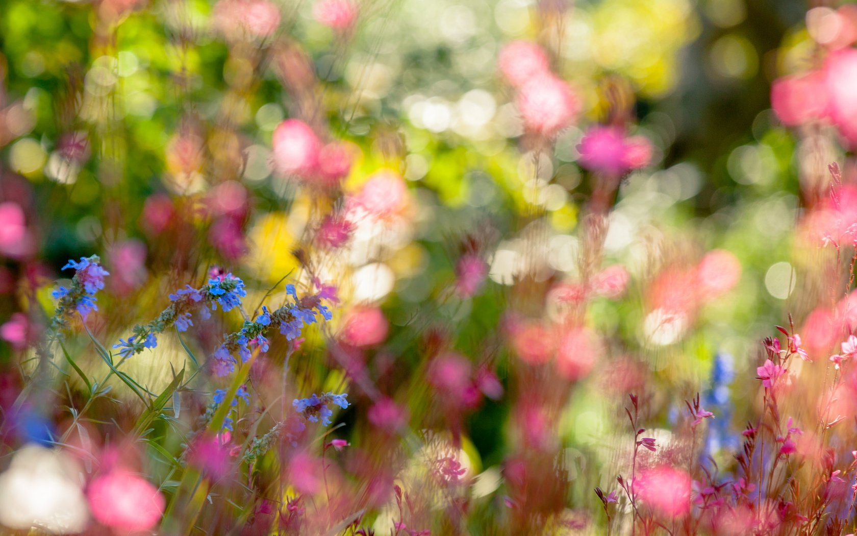 Обои цветы, природа, лето, полевые цветы, боке, flowers, nature, summer, wildflowers, bokeh разрешение 2048x1185 Загрузить