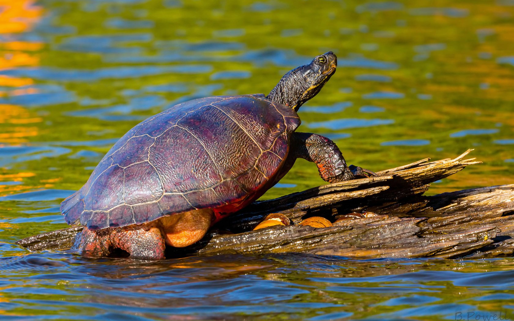 Обои вода, природа, черепаха, панцирь, коряга, water, nature, turtle, shell, snag разрешение 2048x1325 Загрузить