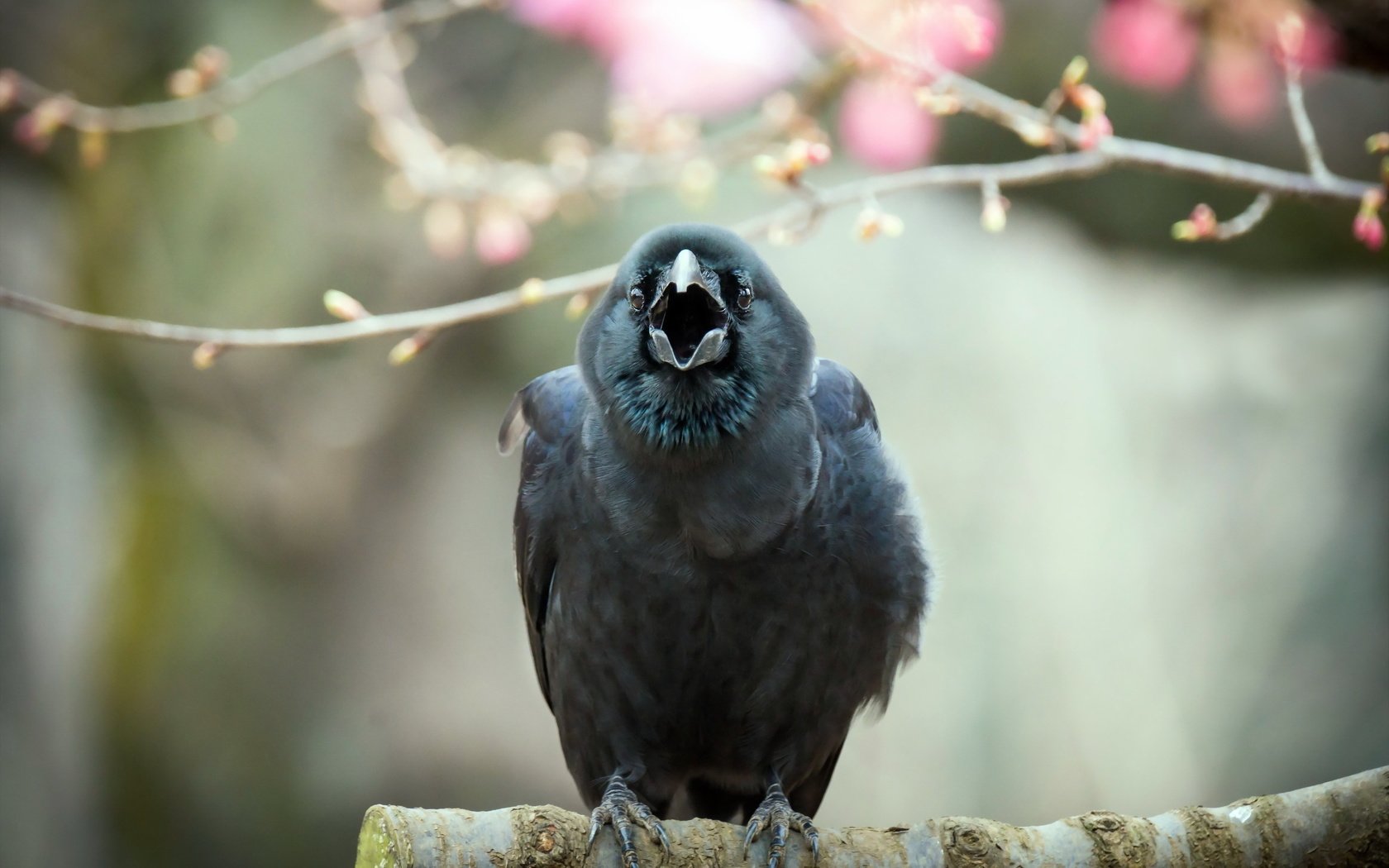 Обои природа, птица, ворон, ворона, nature, bird, raven, crow разрешение 2560x1707 Загрузить