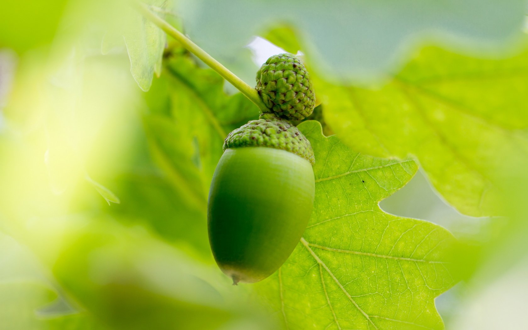 Обои листья, лето, размытость, плоды, дуб, желудь, leaves, summer, blur, fruit, oak, acorn разрешение 2560x1707 Загрузить