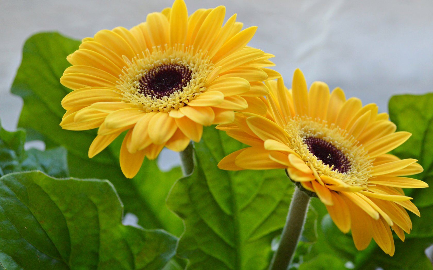 Обои цветы, листья, лепестки, желтые, герберы, flowers, leaves, petals, yellow, gerbera разрешение 2048x1362 Загрузить