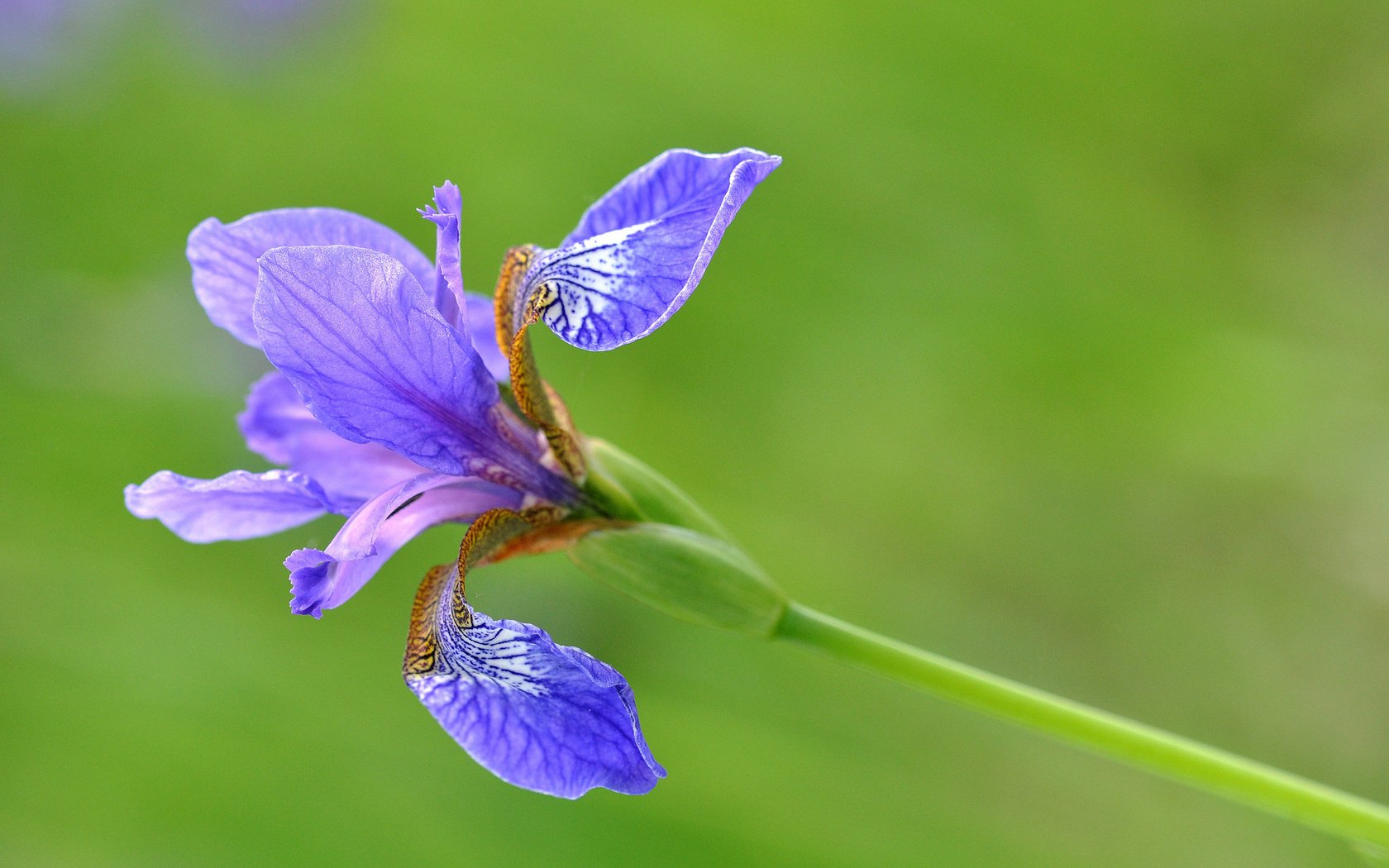 Обои цветы, макро, лепестки, стебель, ирис, flowers, macro, petals, stem, iris разрешение 2048x1360 Загрузить