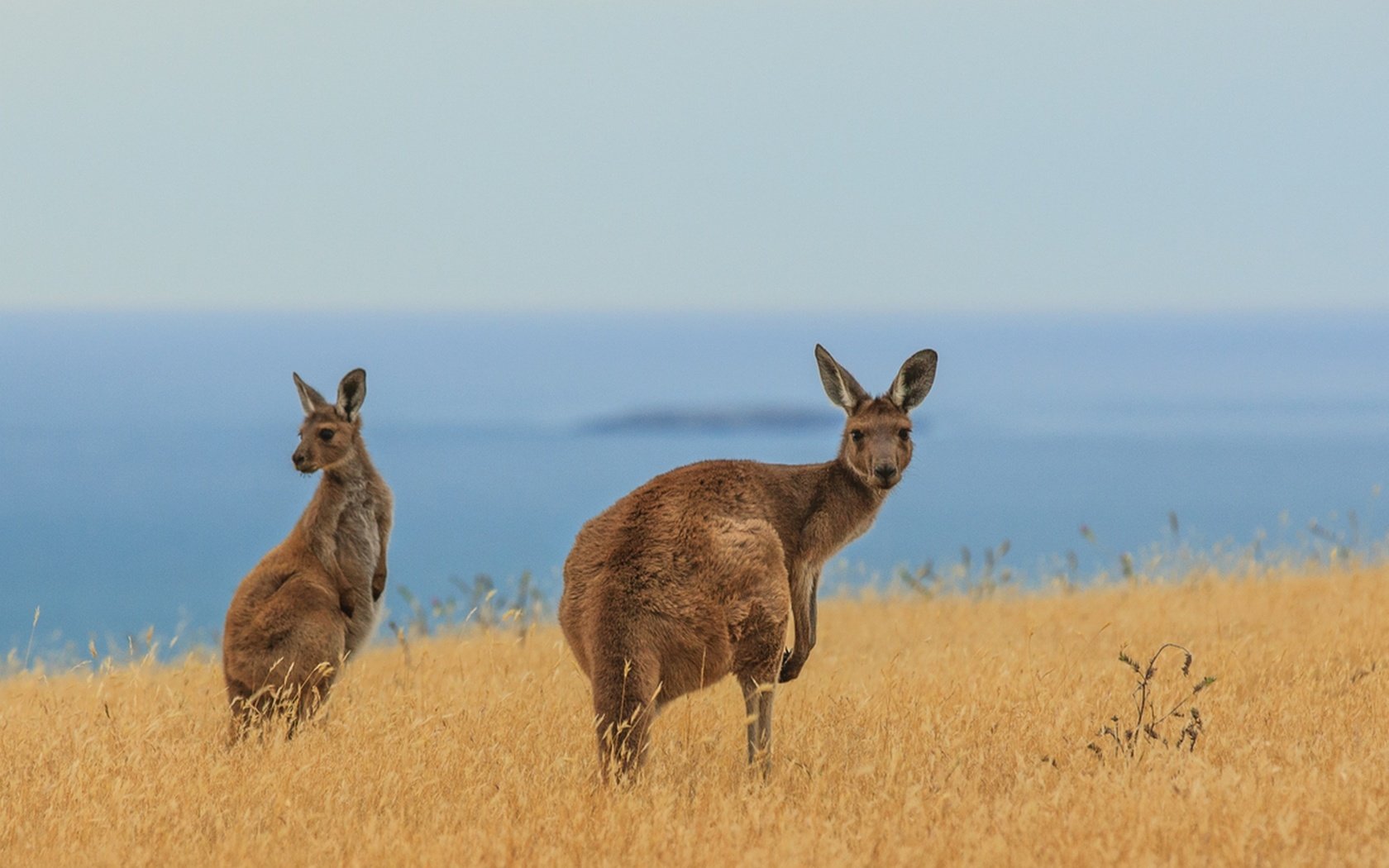 Обои кенгуру, kangaroo разрешение 1920x1281 Загрузить