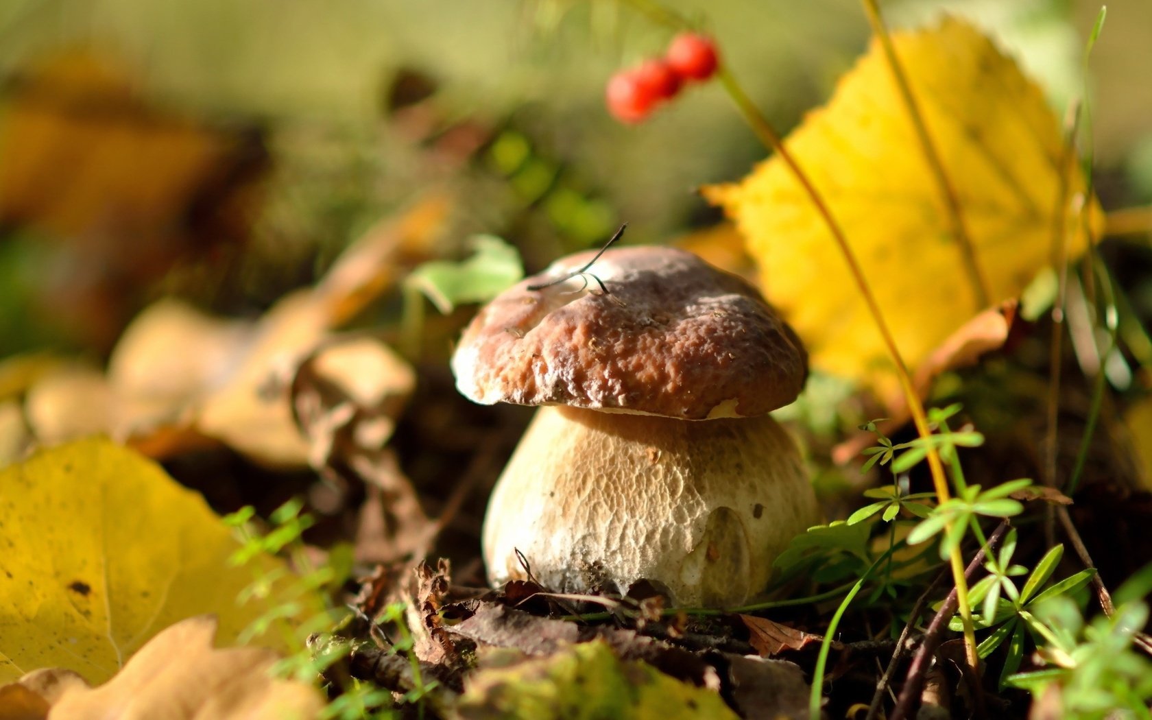 Обои природа, осень, гриб, ягоды, белый гриб, осенние листья, nature, autumn, mushroom, berries, white mushroom, autumn leaves разрешение 2560x1440 Загрузить