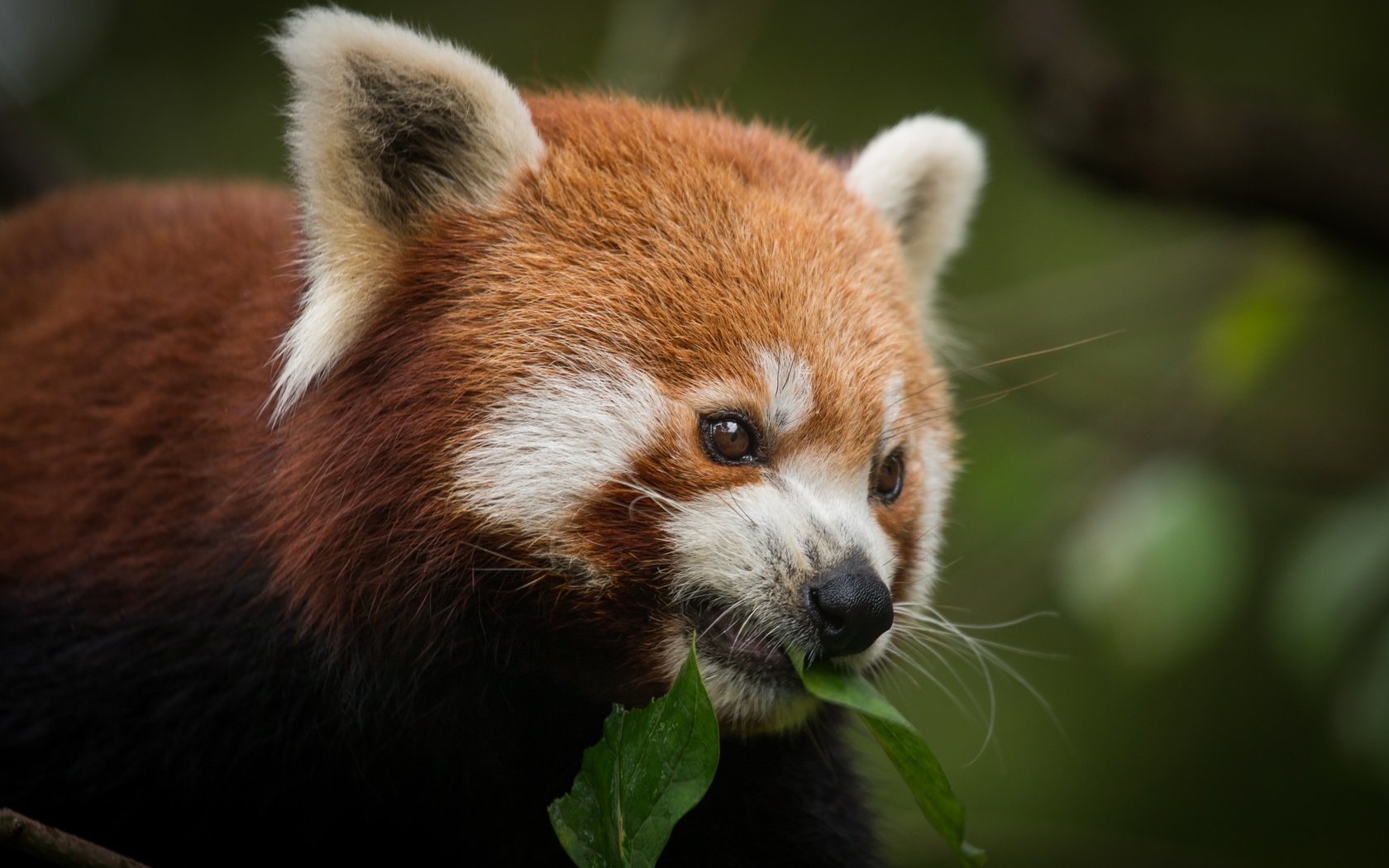 Обои морда, листок, фаерфокс, красная панда, малая панда, face, leaf, firefox, red panda разрешение 4981x3320 Загрузить