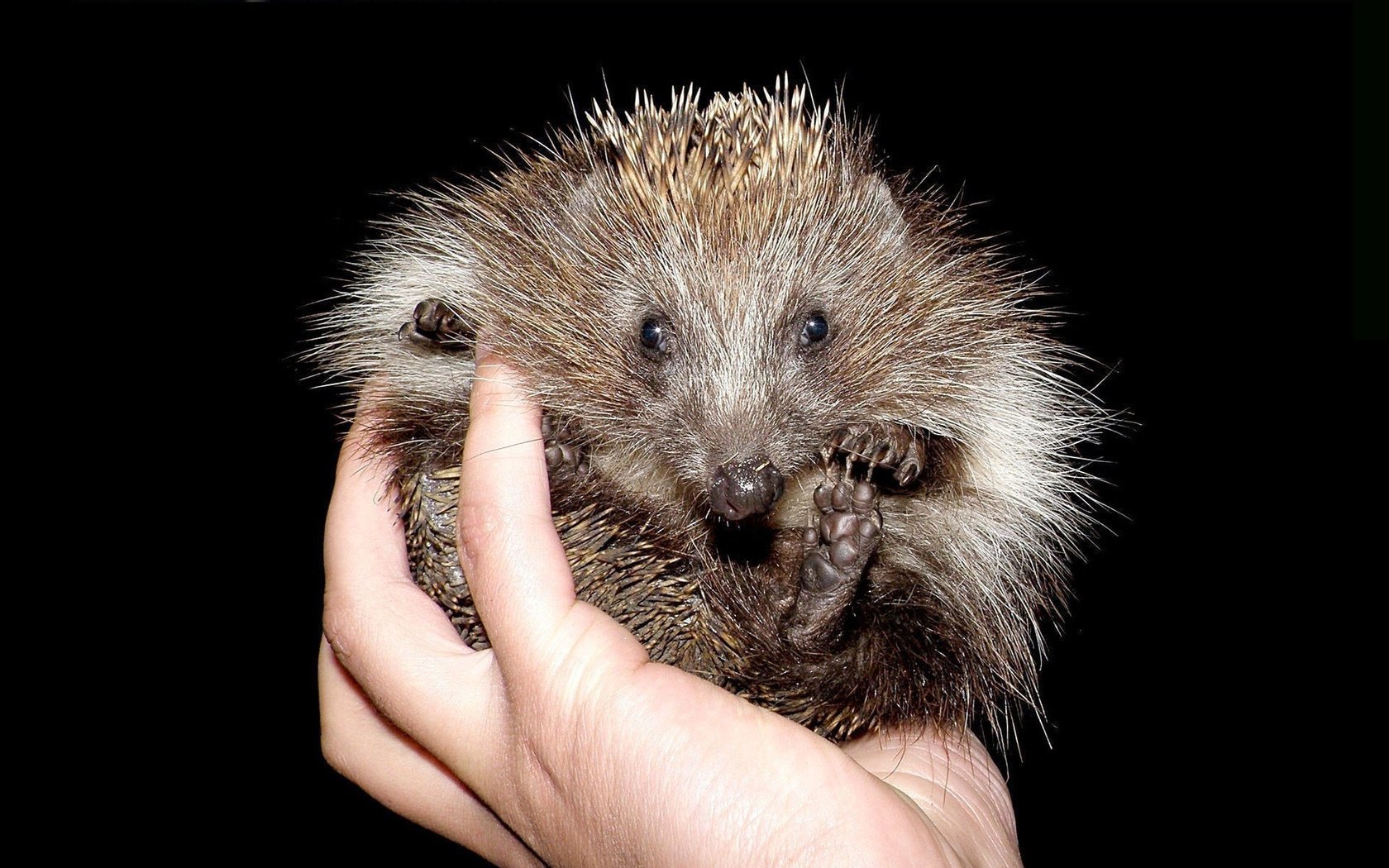 Обои рука, черный фон, пальцы, ежик, иголки, еж, hand, black background, fingers, hedgehog, needles разрешение 1920x1205 Загрузить