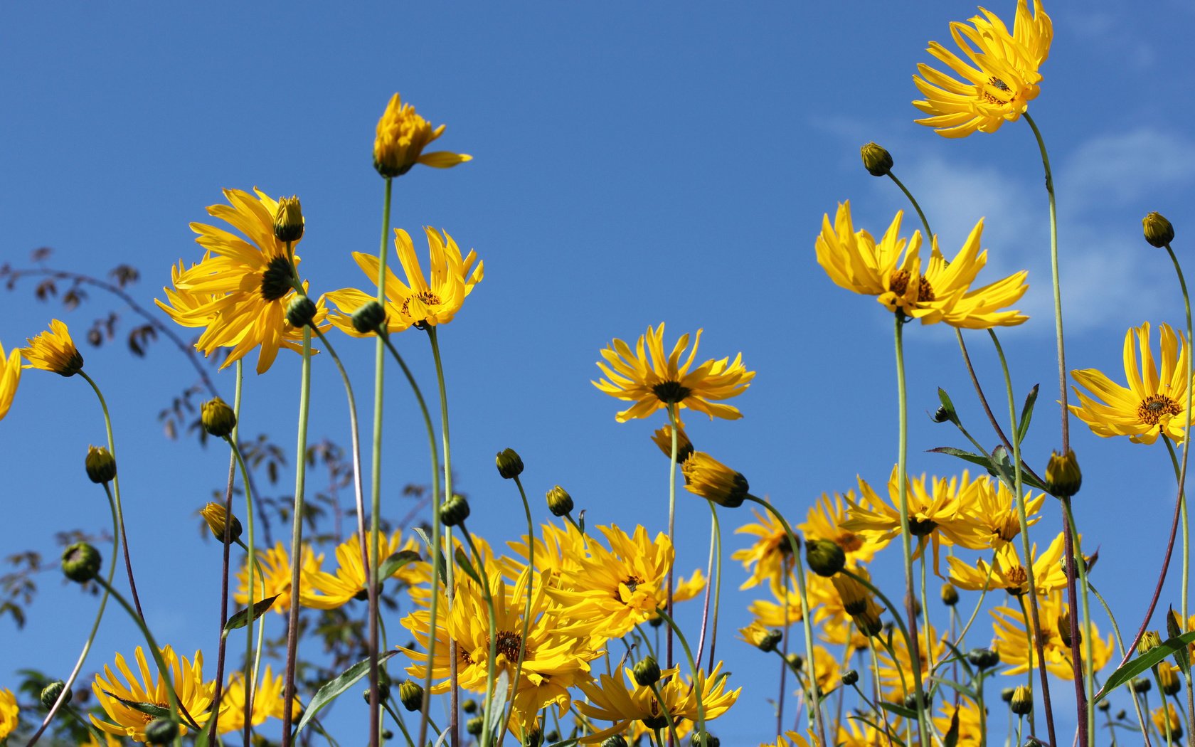 Обои небо, цветы, природа, лепестки, стебли, топинамбур, the sky, flowers, nature, petals, stems, jerusalem artichoke разрешение 2048x1365 Загрузить