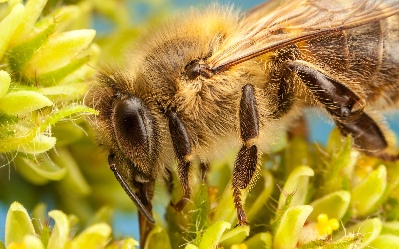 Обои цветы, насекомое, лепестки, пчела, боке, flowers, insect, petals, bee, bokeh разрешение 5000x3333 Загрузить