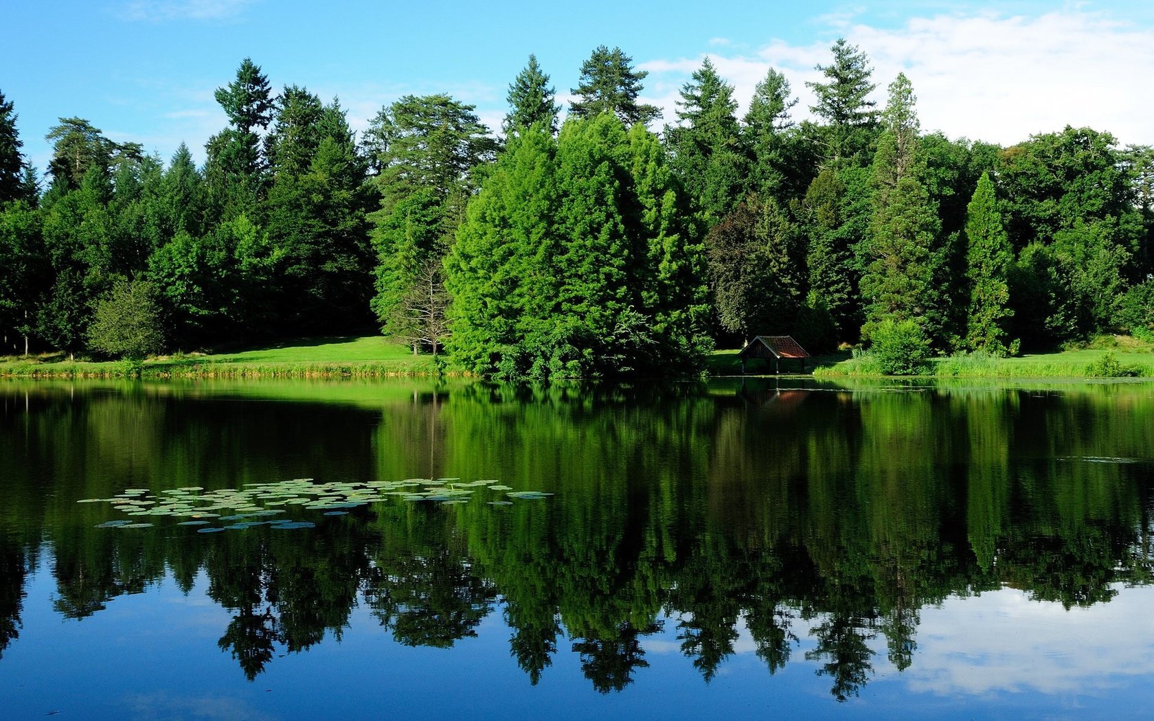 I like lake. Картинки на рабочий стол природа. Лес. Дерево у воды. Фото зелени природы.