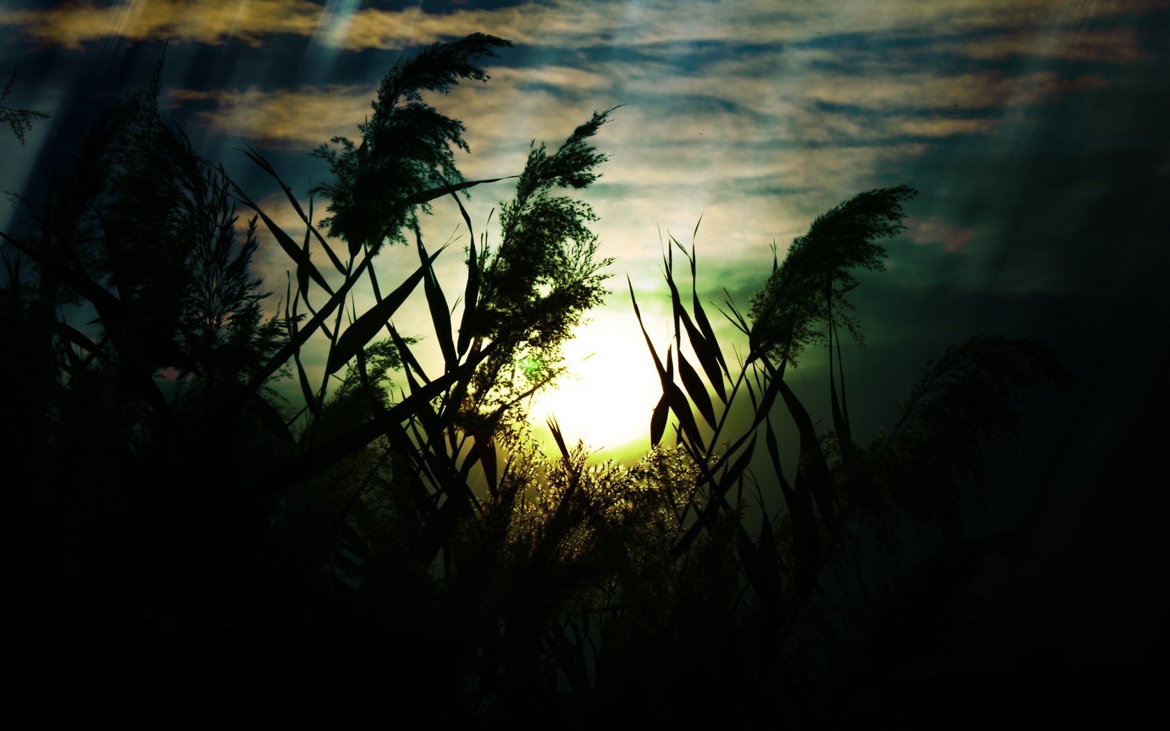 Обои небо, трава, облака, природа, макро, поле, колоски, the sky, grass, clouds, nature, macro, field, spikelets разрешение 1920x1200 Загрузить