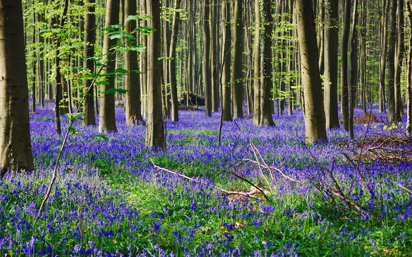 Обои цветы, трава, деревья, лес, flowers, grass, trees, forest разрешение 2048x1371 Загрузить