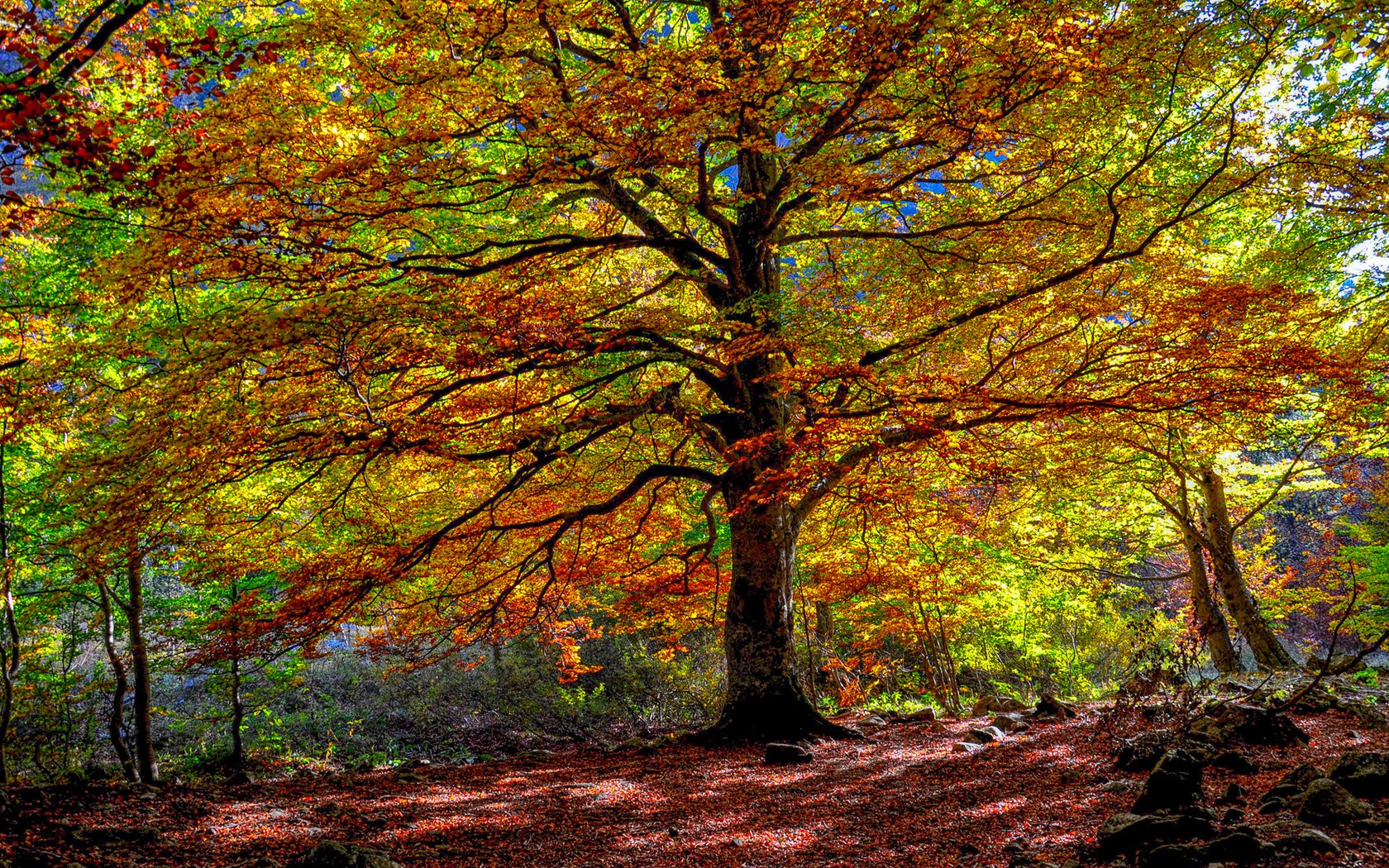 Обои деревья, природа, лес, листья, осень, trees, nature, forest, leaves, autumn разрешение 1920x1207 Загрузить