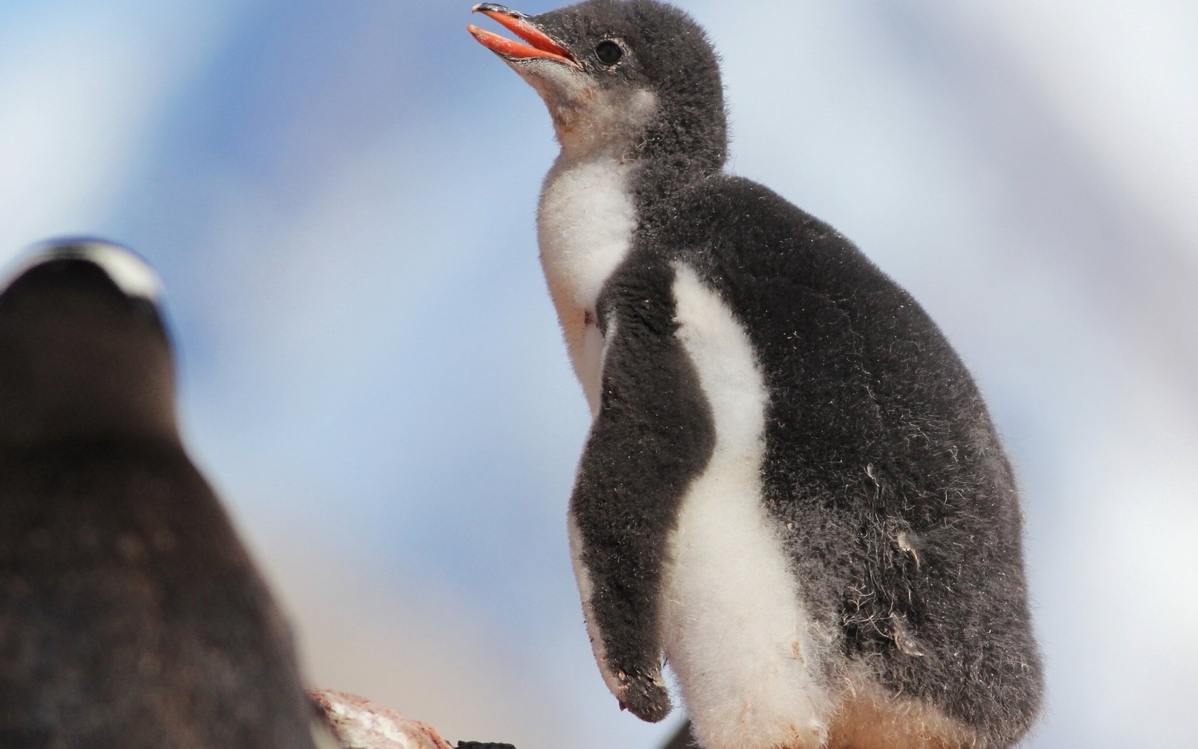 Обои птенец, птица, пингвин, малыш, пингвины, детеныш, пингвинёнок, chick, bird, penguin, baby, penguins, cub разрешение 2048x1536 Загрузить