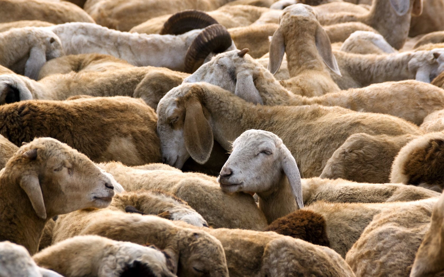 Обои природа, овцы, стадо, овца, nature, sheep, the herd разрешение 2560x1600 Загрузить