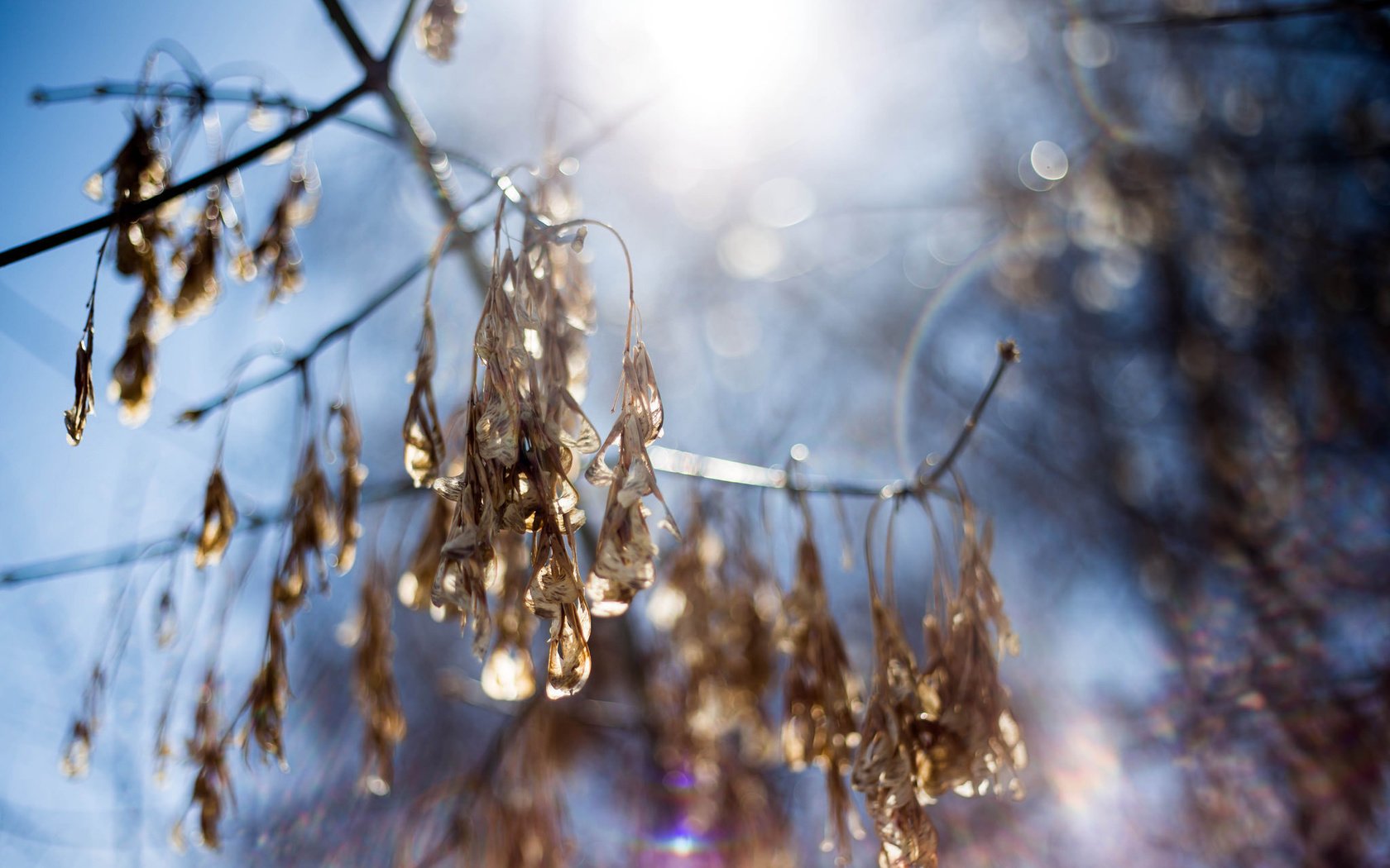 Обои небо, свет, ветка, природа, макро, размытость, the sky, light, branch, nature, macro, blur разрешение 2048x1365 Загрузить