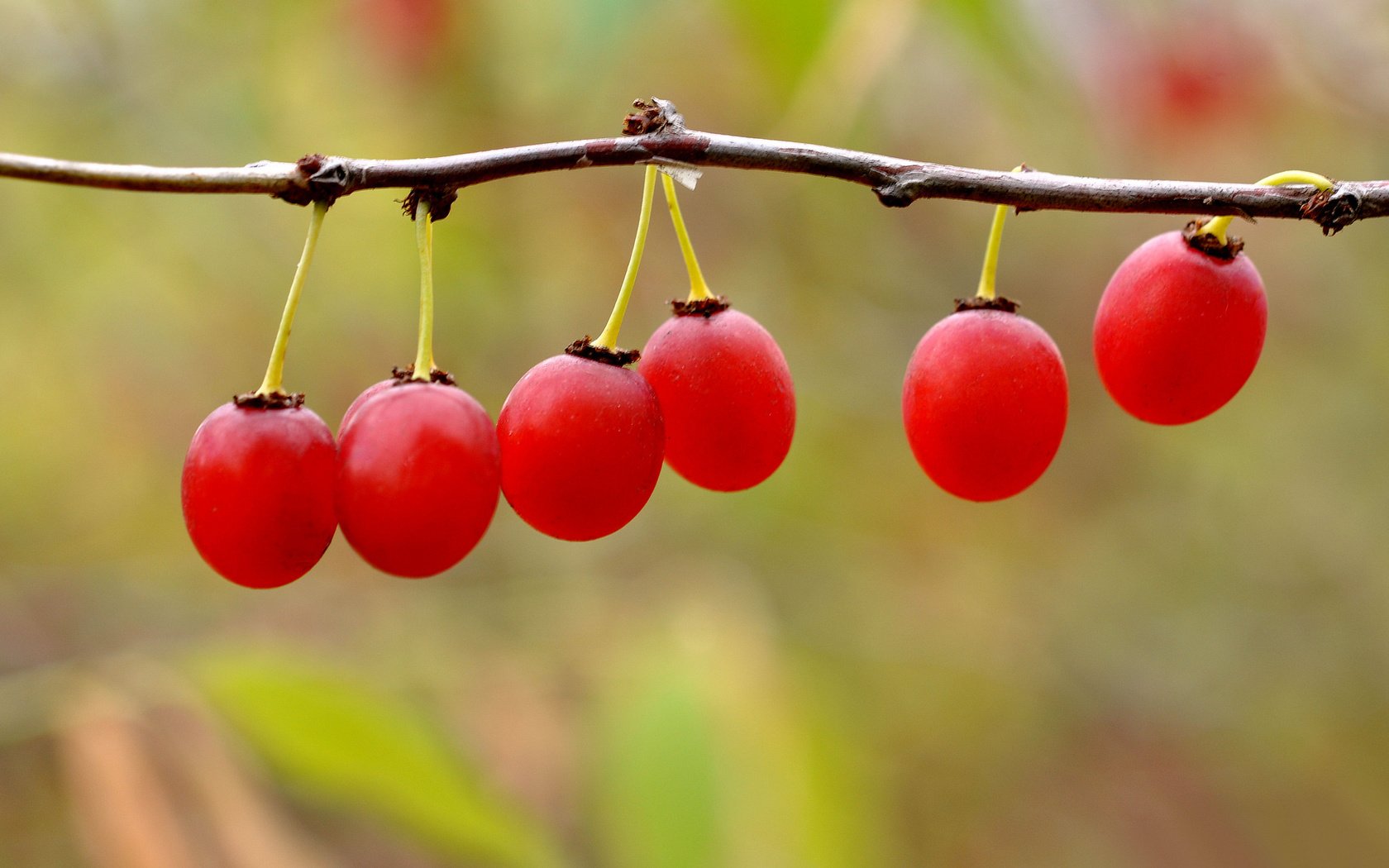 Обои ветка, природа, ягоды, плоды, боке, калина, branch, nature, berries, fruit, bokeh, kalina разрешение 2048x1360 Загрузить