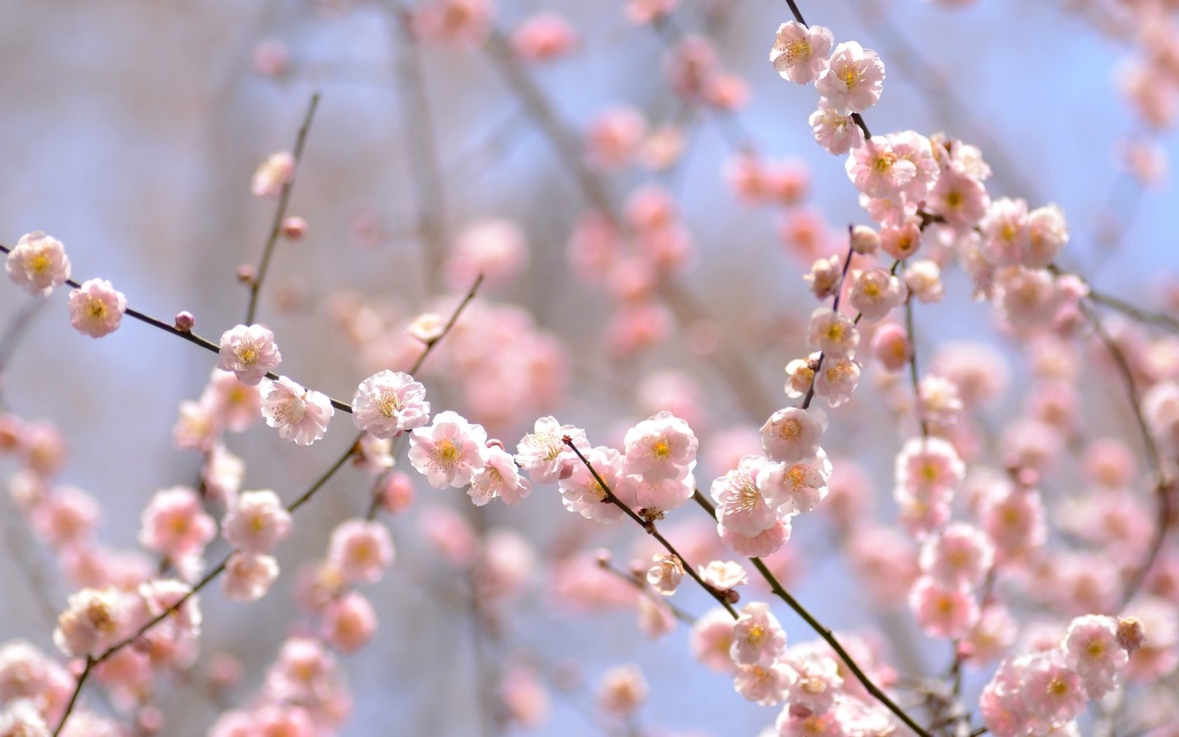 Обои цветение, ветки, весна, розовый, нежность, слива, flowering, branches, spring, pink, tenderness, drain разрешение 2048x1356 Загрузить