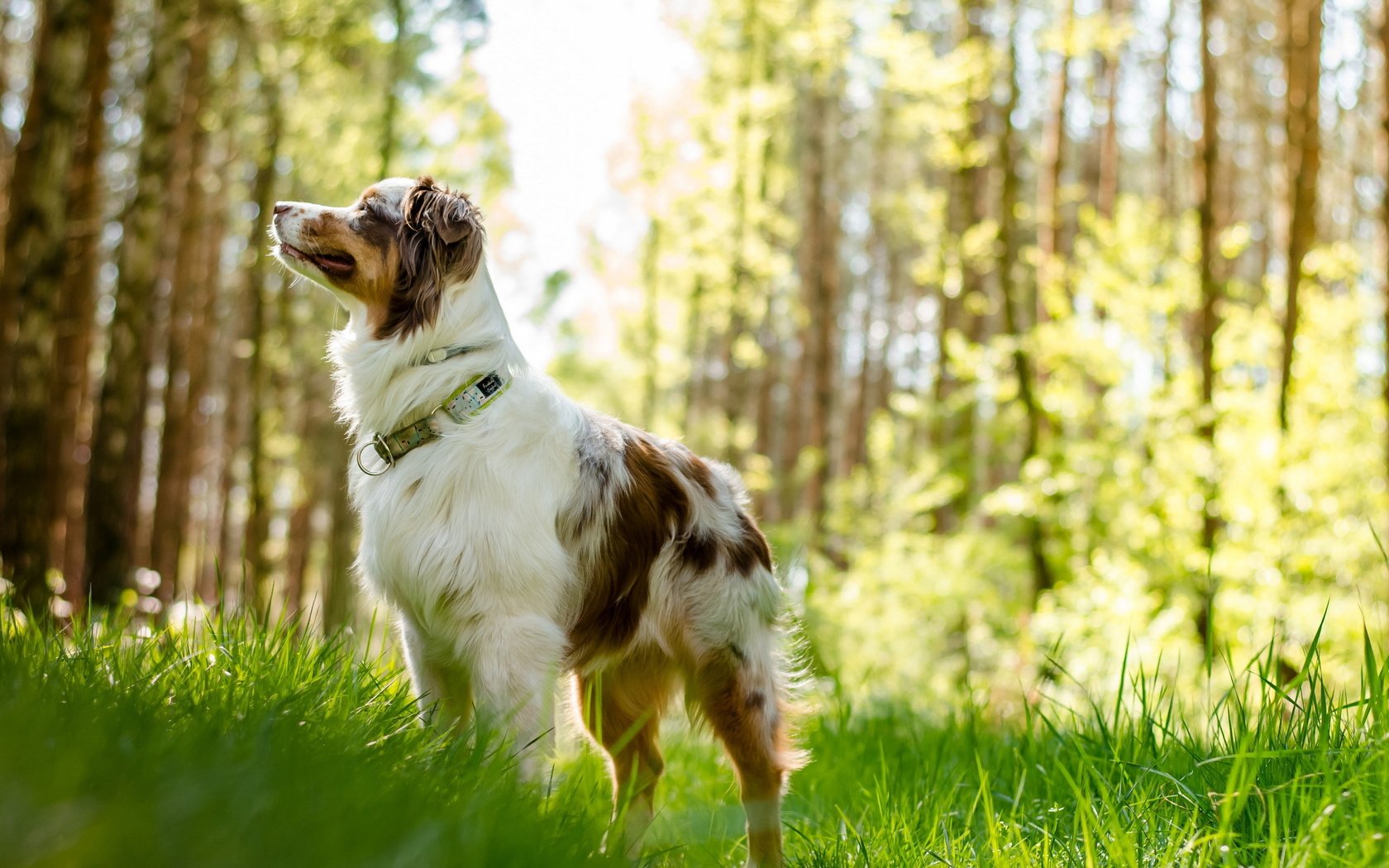 Обои трава, мордочка, взгляд, собака, австралийская овчарка, grass, muzzle, look, dog, australian shepherd разрешение 2560x1600 Загрузить