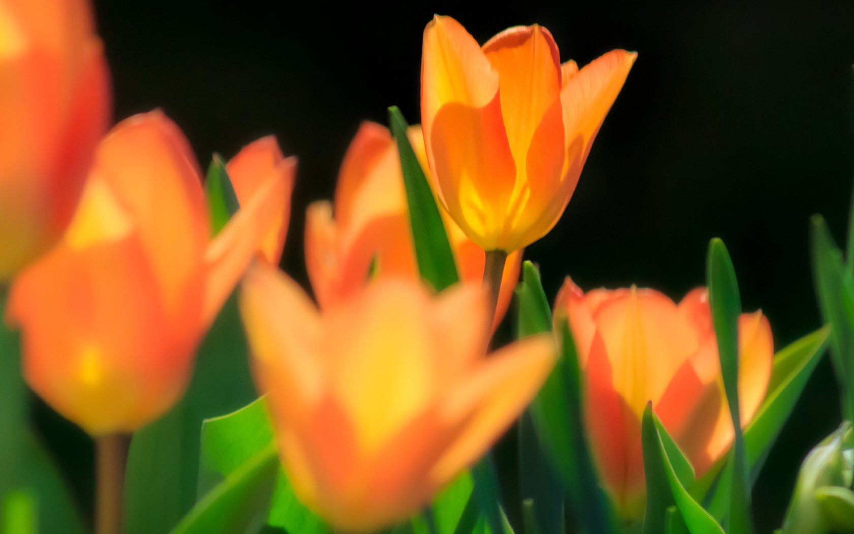 Обои цветы, макро, поле, весна, тюльпаны, тюльпан, flowers, macro, field, spring, tulips, tulip разрешение 2048x1366 Загрузить