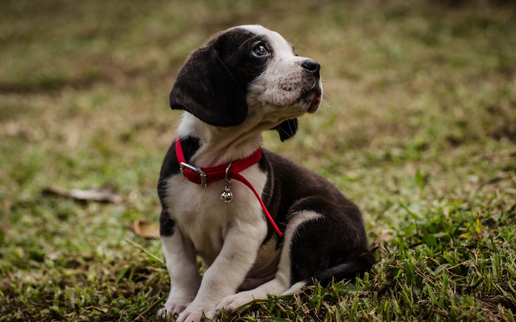 Обои трава, мордочка, взгляд, собака, щенок, ошейник, grass, muzzle, look, dog, puppy, collar разрешение 2560x1696 Загрузить