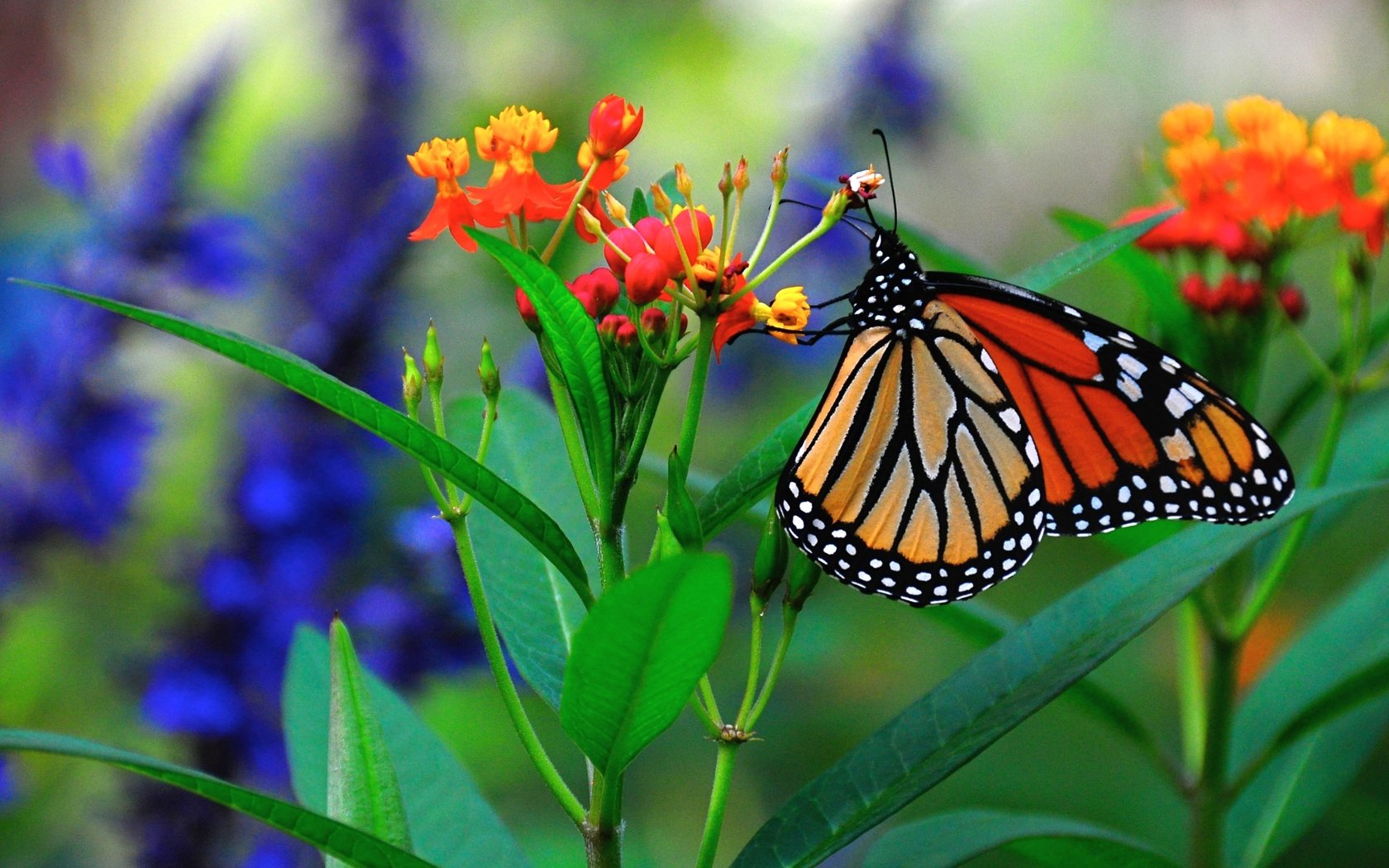 Обои макро, цветок, бабочка, насекомые, macro, flower, butterfly, insects разрешение 2880x1800 Загрузить