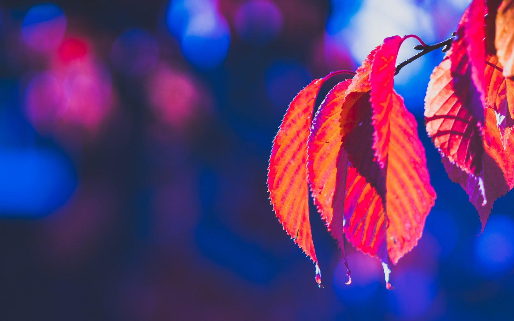 Обои природа, листья, осень, боке, багрянец, nature, leaves, autumn, bokeh, the crimson разрешение 2048x1365 Загрузить