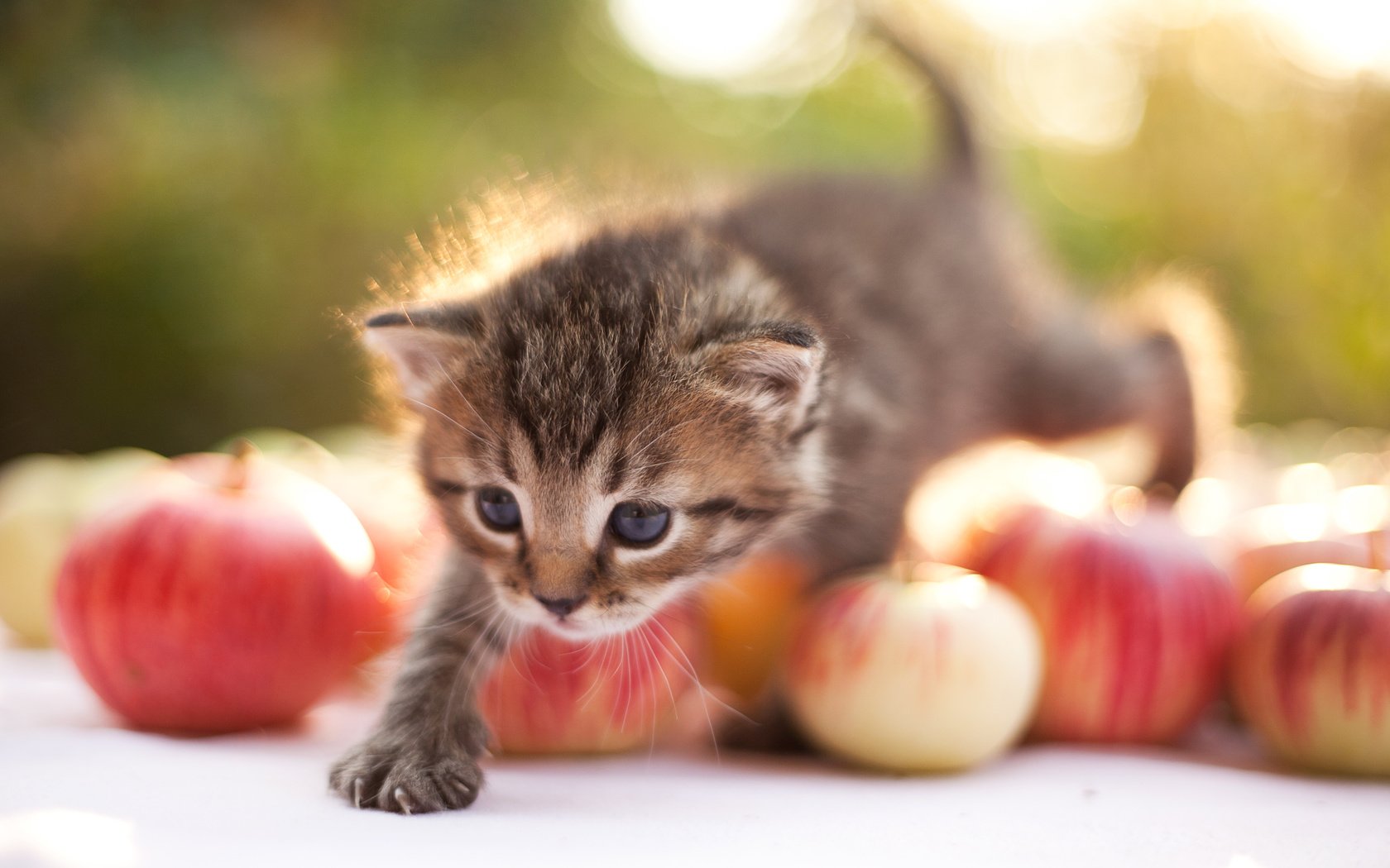 Обои яблоки, кошка, котенок, шагает, apples, cat, kitty, steps разрешение 3543x2362 Загрузить