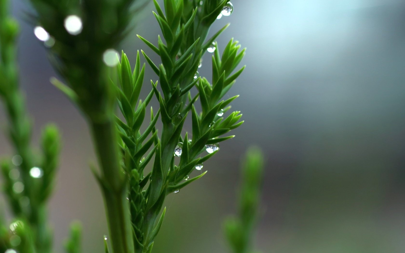 Обои природа, зелень, макро, капли, растение, nature, greens, macro, drops, plant разрешение 2048x1365 Загрузить