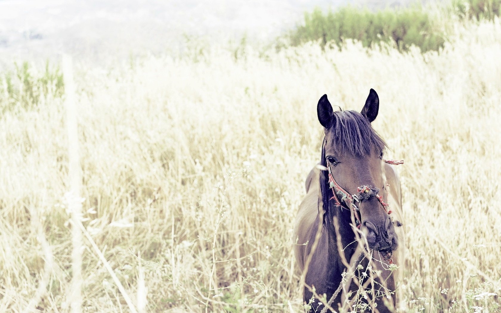 Обои лошадь, природа, лето, конь, horse, nature, summer разрешение 2048x1186 Загрузить