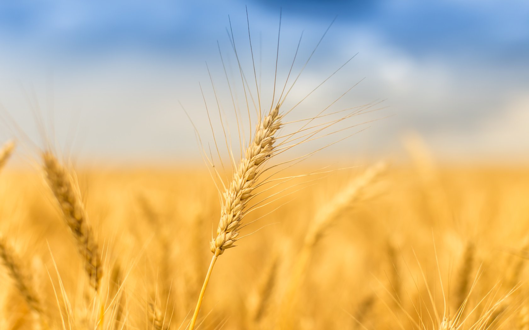 Обои небо, природа, поле, лето, колосья, пшеница, the sky, nature, field, summer, ears, wheat разрешение 5472x3648 Загрузить