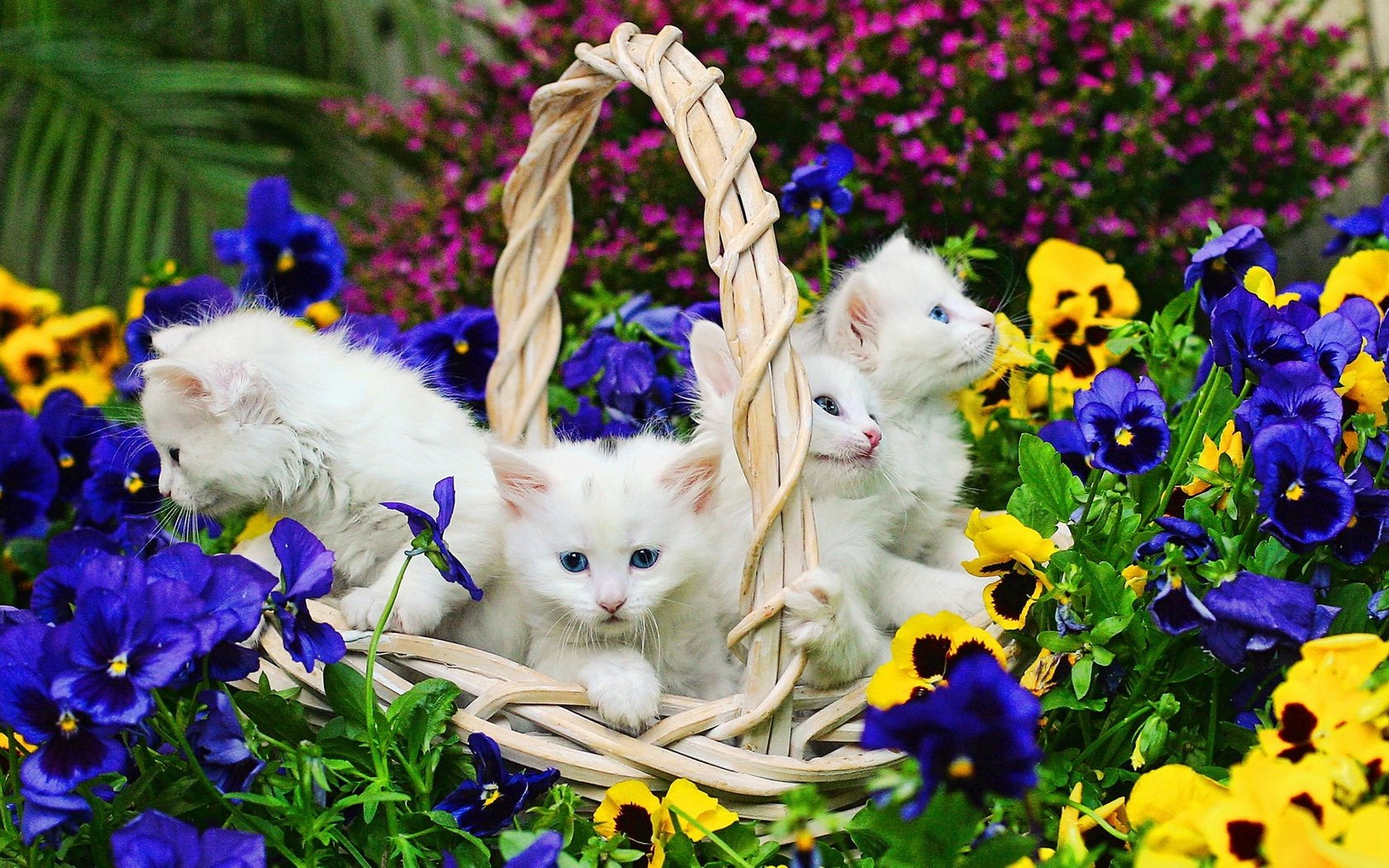 Обои цветы, корзина, белые, кошки, котята, flowers, basket, white, cats, kittens разрешение 1920x1200 Загрузить