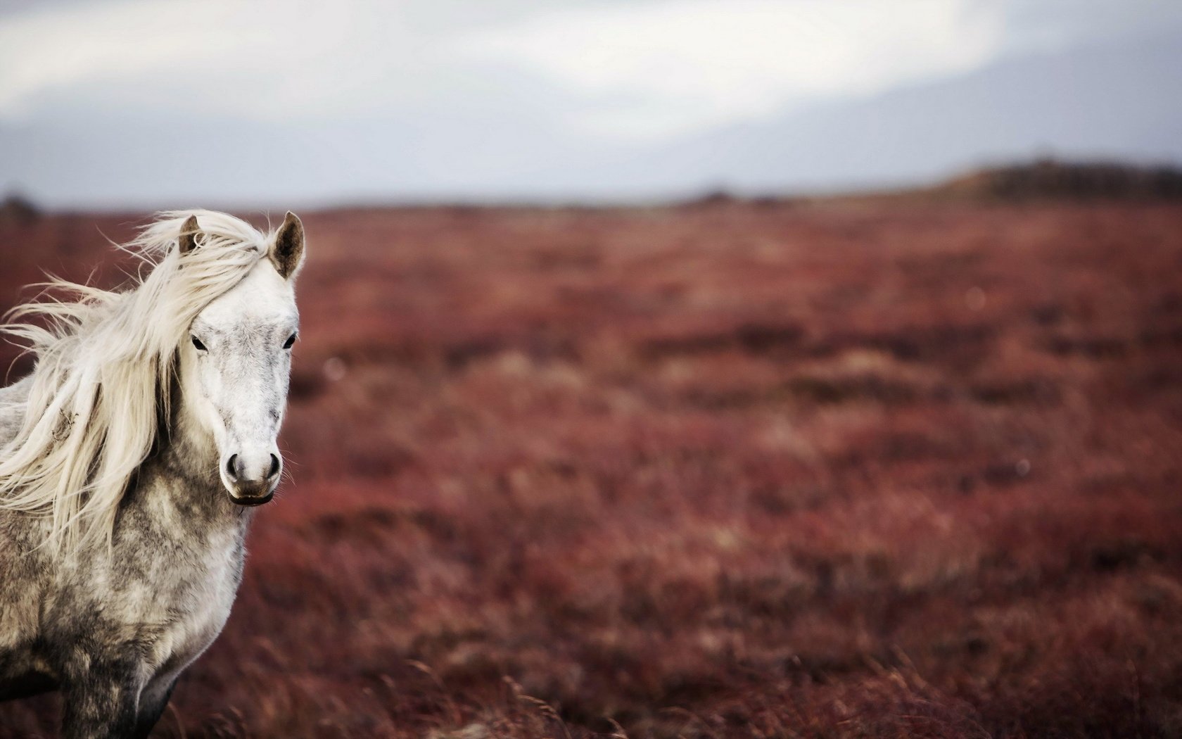 Обои лошадь, природа, поле, конь, horse, nature, field разрешение 1920x1200 Загрузить