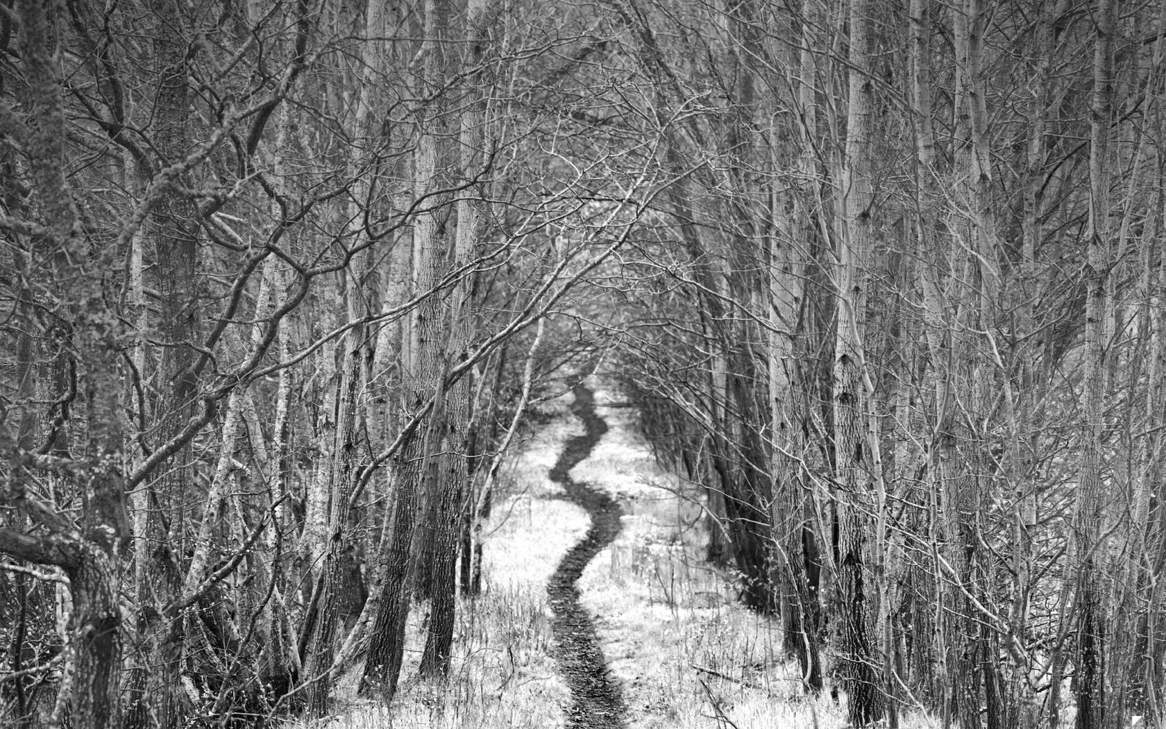 Обои дорога, деревья, снег, зима, чёрно-белое, тропинка, аллея, robin de blanche, road, trees, snow, winter, black and white, path, alley разрешение 2048x1323 Загрузить