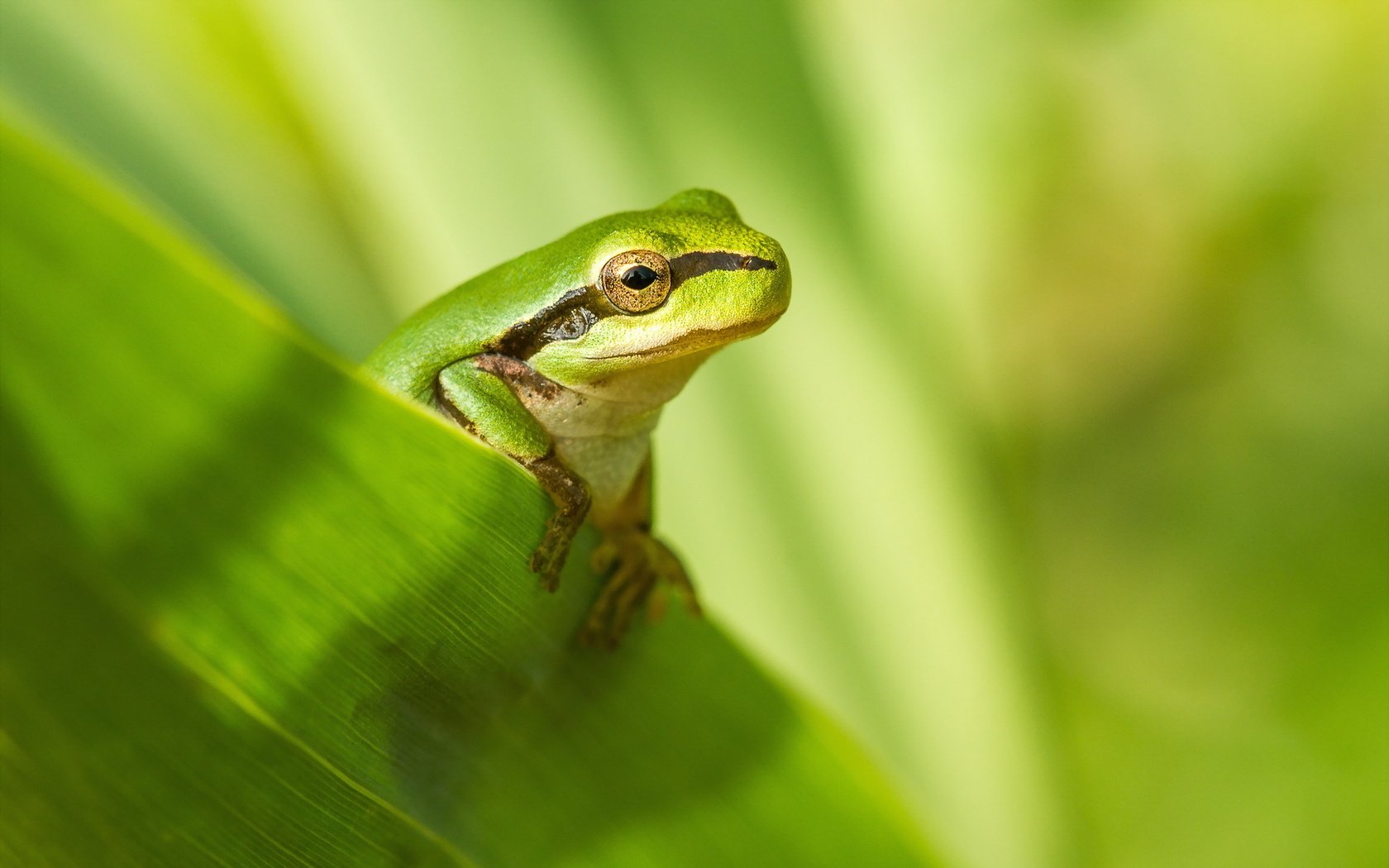 Обои природа, фон, лягушка, nature, background, frog разрешение 2047x1283 Загрузить